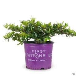 First Editions® Swing Low® Distylium -Fresh Tree Shop Distylium SwingLow 3gal FirstEditions