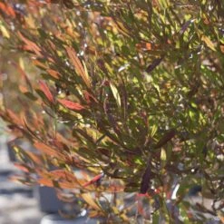 Purple Hopseed Standard Trunk