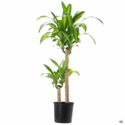 Corn Plant -Fresh Tree Shop DracaenaMassangeana 2gal