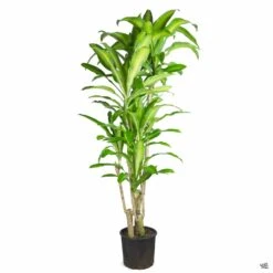 Corn Plant -Fresh Tree Shop DracaenaMassangeana 3gal Basic