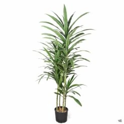 Dracaena 'Warneckii' -Fresh Tree Shop DracaenaWarneckeiiCompacta 3gal 0f4f9ff4 821d 43c8 a6d8 1943e85df039