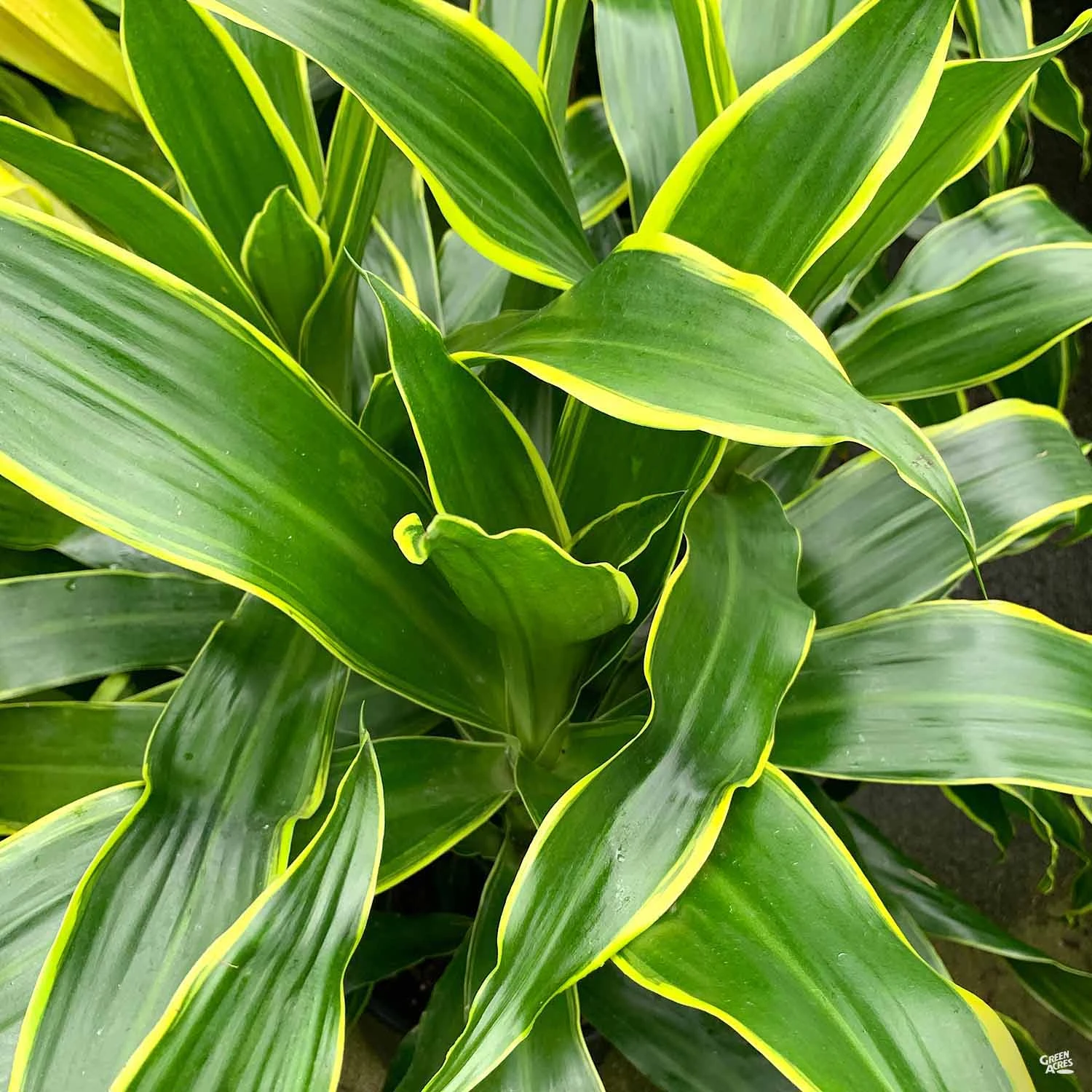 Dracaena 'Art' 1 Dracaena 'Art'