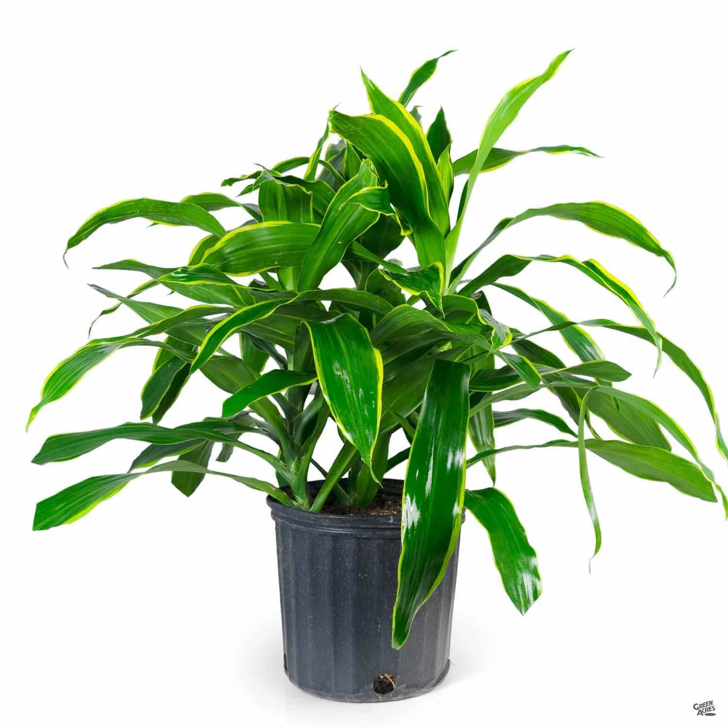 Dracaena 'Art' 2 Dracaena 'Art' - Image 2