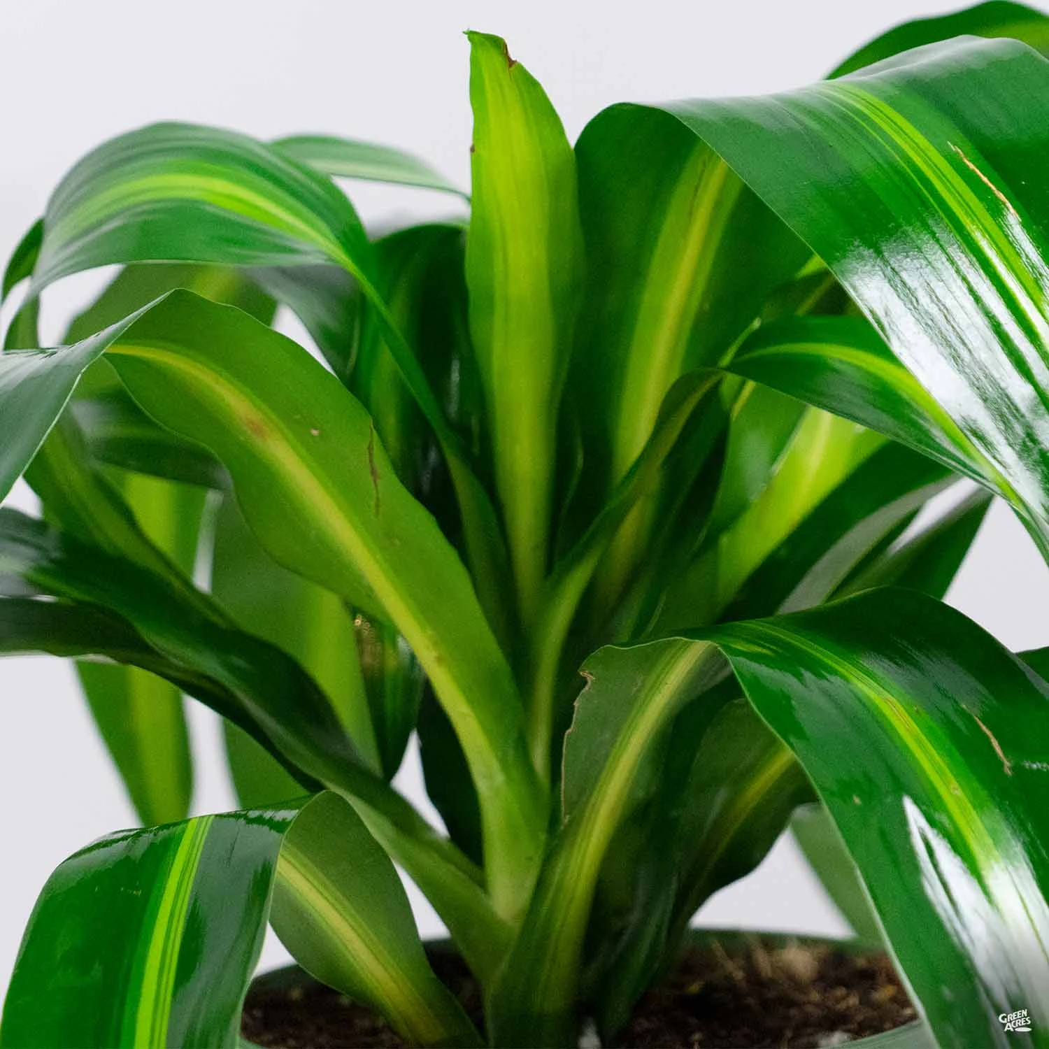 Dracaena 'Hawaiian Sunshine' 2 Dracaena 'Hawaiian Sunshine' - Image 2