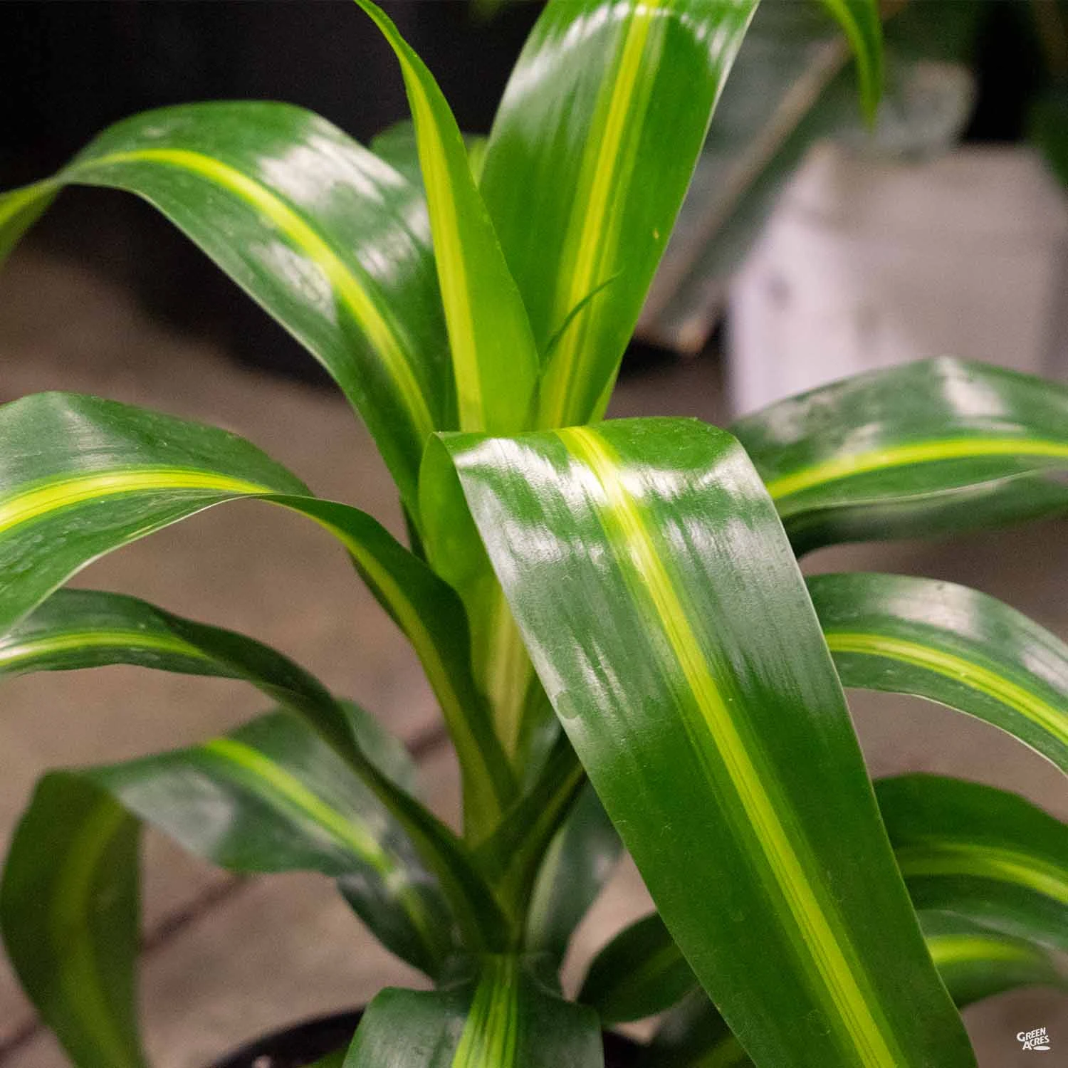 Dracaena 'Hawaiian Sunshine' 1 Dracaena 'Hawaiian Sunshine'