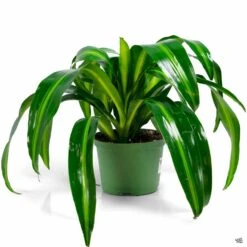 Dracaena 'Hawaiian Sunshine' 5 Dracaena 'Hawaiian Sunshine' -Fresh Tree Shop Dracaena HawaiianSunshine 6in a64ad7a8 bd2b 4f2a 889e 1c87305c6625