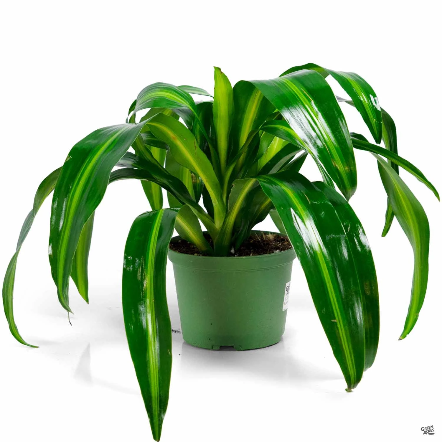 Dracaena 'Hawaiian Sunshine' 3 Dracaena 'Hawaiian Sunshine' - Image 3