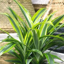 Dracaena 'Lemon Lime'