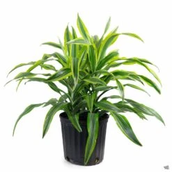 Dracaena 'Lemon Lime' -Fresh Tree Shop Dracaena LemonLime 10in 5f26802a 9fb8 4505 b792 74bd98530288