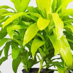 Dracaena 'Limelight'