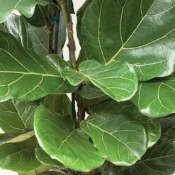 Fiddle Leaf Fig Clump