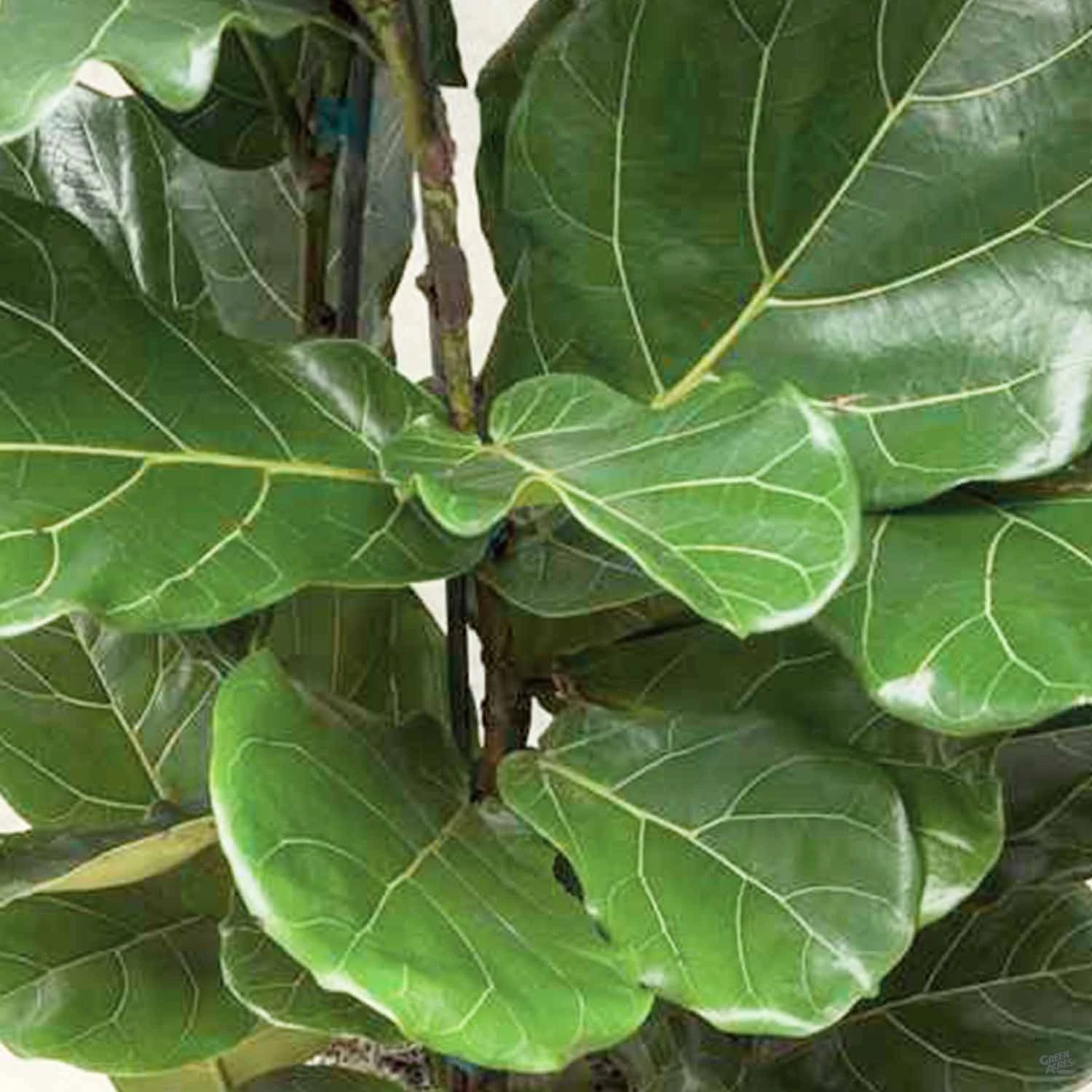 Fiddle Leaf Fig Clump 1 Fiddle Leaf Fig Clump