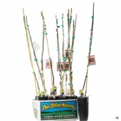 Fig Assorted4" Sleeve