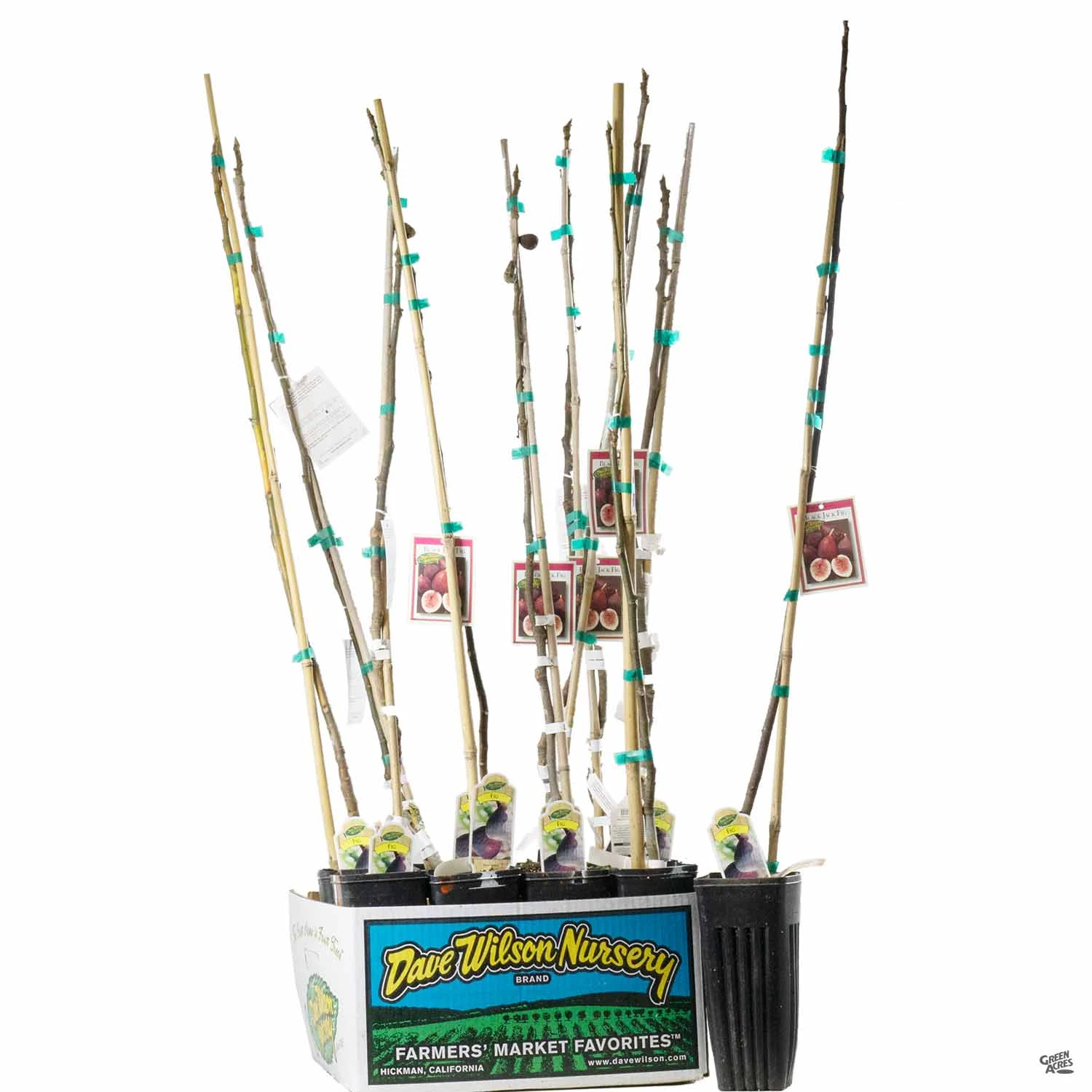 Fig Assorted4" Sleeve 1 Fig Assorted4" Sleeve