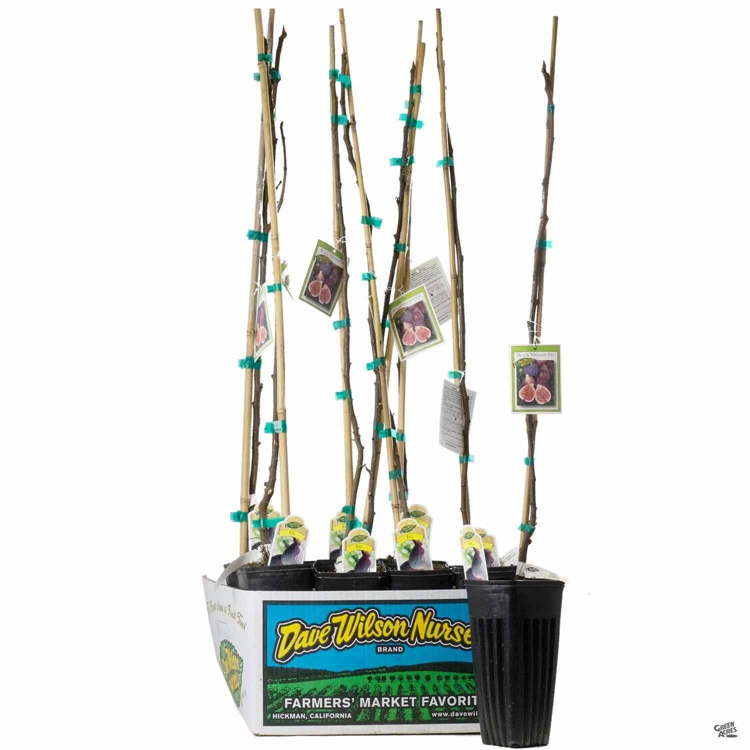 Fig Assorted4" Sleeve 2 Fig Assorted4" Sleeve - Image 2