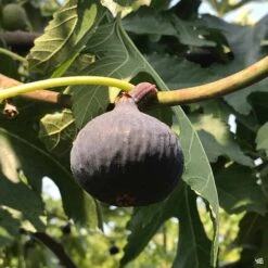 Fig 'Mission Black'