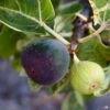 Fig 'Black Jack' | Monrovia