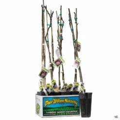 Fig Assorted4" Sleeve 10 Fig Assorted4" Sleeve -Fresh Tree Shop Fig ImprovedBrownTurkey 3inSleeve