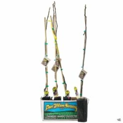 Fig Assorted4" Sleeve 11 Fig Assorted4" Sleeve -Fresh Tree Shop Fig JaniceSeedKadota 3inSleeve