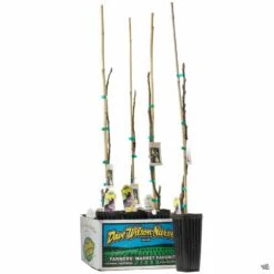 Fig Assorted4" Sleeve 13 Fig Assorted4" Sleeve -Fresh Tree Shop Fig PetersHoneyFig 3inSleeve