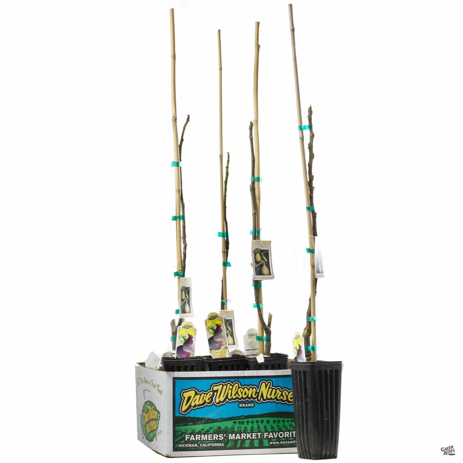 Fig Assorted4" Sleeve 6 Fig Assorted4" Sleeve - Image 6