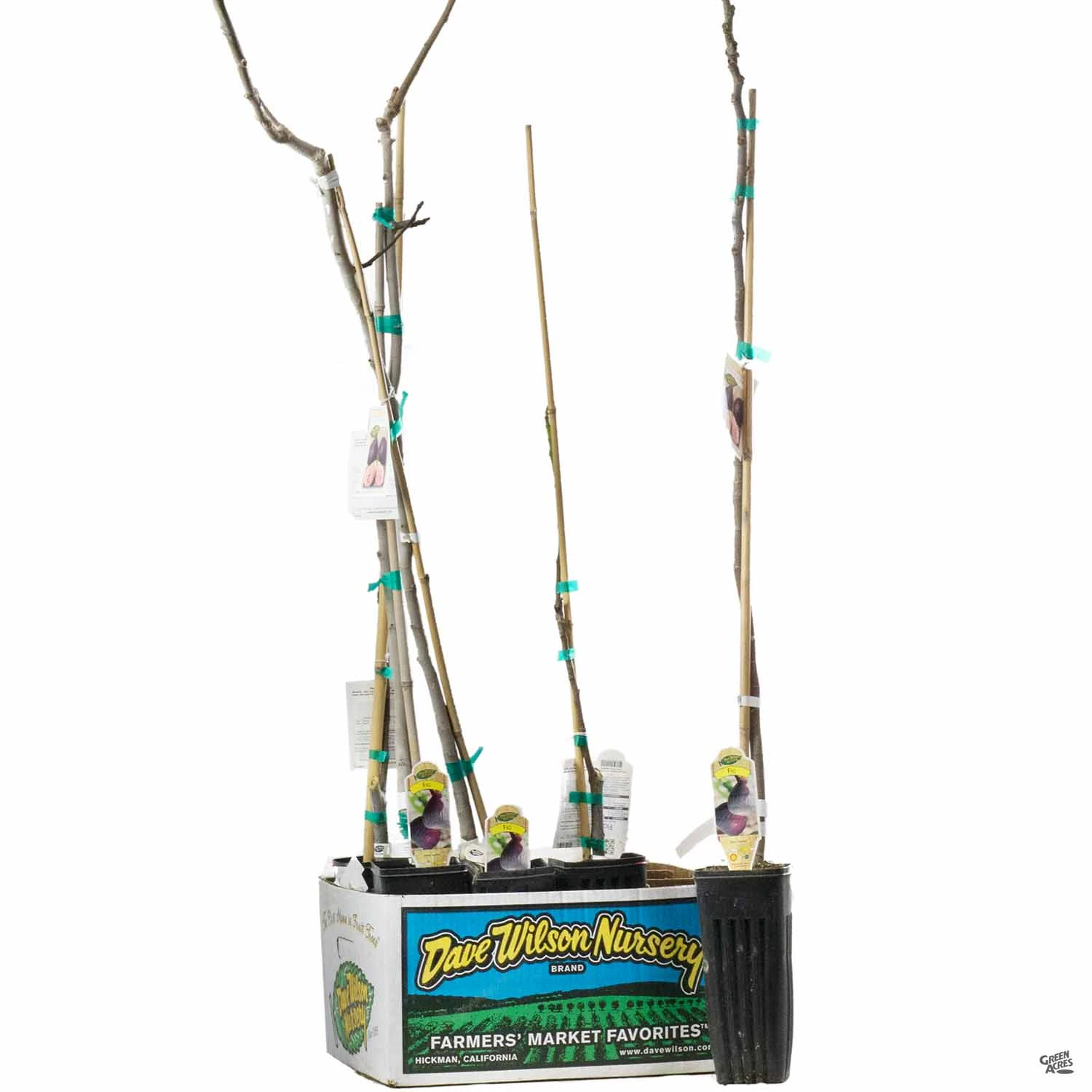 Fig Assorted4" Sleeve 7 Fig Assorted4" Sleeve - Image 7