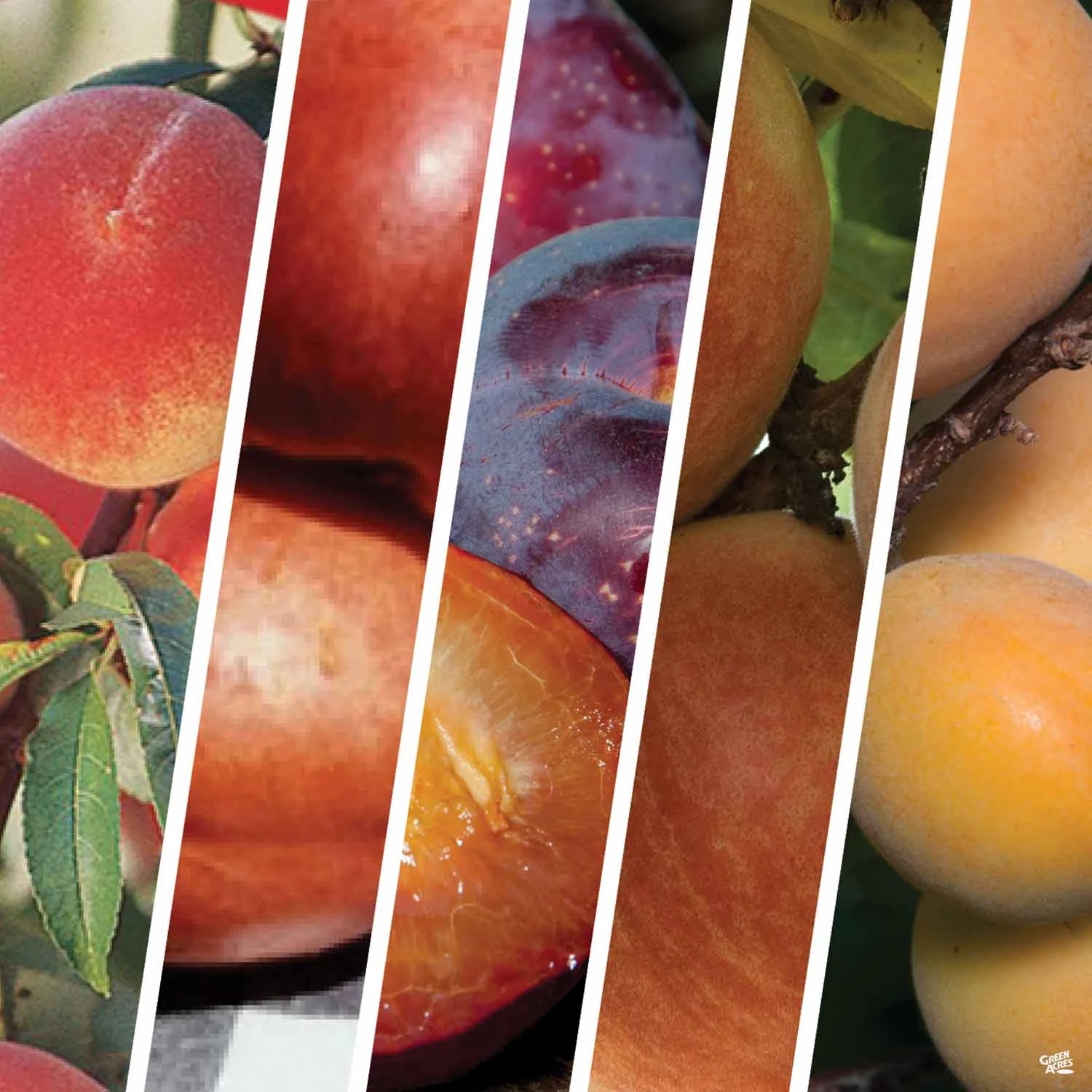 Fruit Salad Multi-Graft Combo #2 1 Fruit Salad Multi-Graft Combo #2