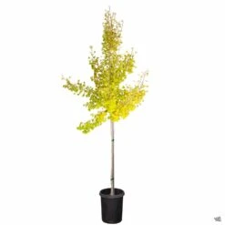 Ginkgo 'Autumn Gold' -Fresh Tree Shop Ginkgo AutumnGold 15gal yellowleaves 226b2d8a 8497 4039 9135 9a2f85bbd8ba