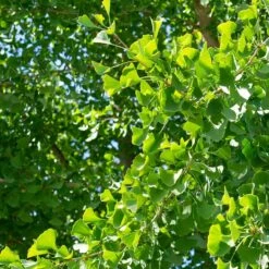 Ginkgo 'Autumn Gold' -Fresh Tree Shop Ginkgo AutumnGold green