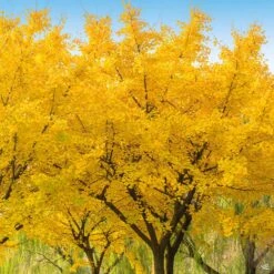 Ginkgo 'Autumn Gold' -Fresh Tree Shop Ginkgo AutumnGold grove