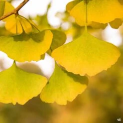 Ginkgo 'Autumn Gold' -Fresh Tree Shop Ginkgo AutumnGold leaves
