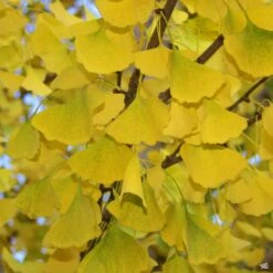 Ginkgo 'Autumn Gold'