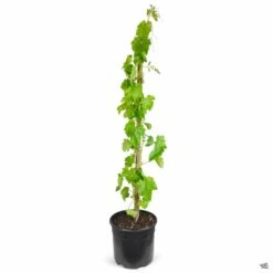 Grape 'Flame Seedless' -Fresh Tree Shop Grapes Flameless 3gal