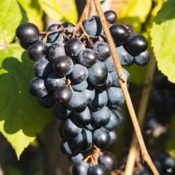 Grape 'Midsouth'
