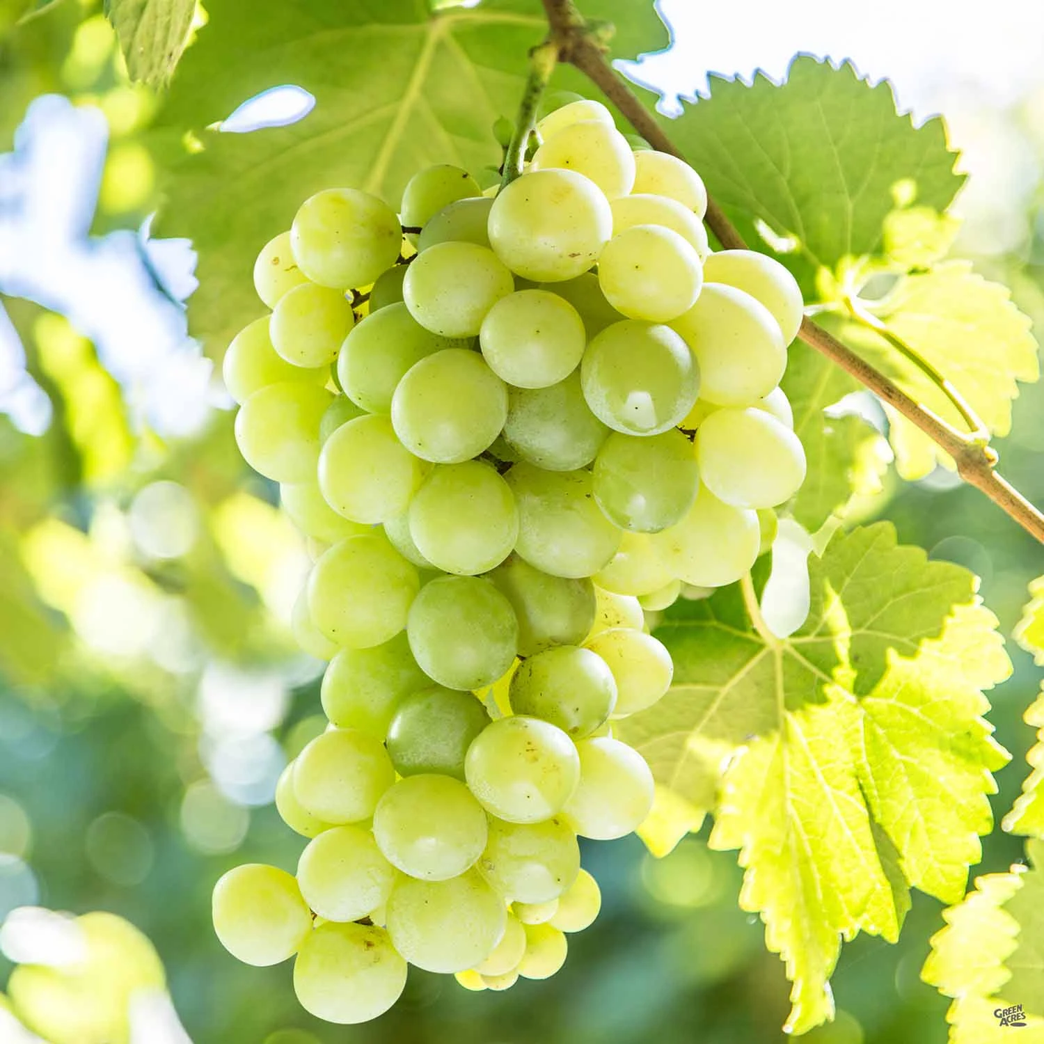 Grape 'Niagra' 1 Grape 'Niagra'