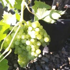 Grape 'Thompson Seedless' -Fresh Tree Shop Grapes ThompsonSeedless 02