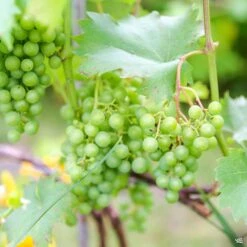 Grape 'Thompson Seedless'