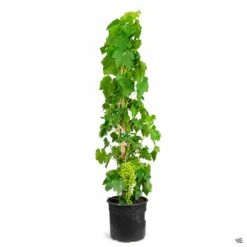 Grape 'Thompson Seedless' -Fresh Tree Shop Grapes ThompsonSeedless 3gal