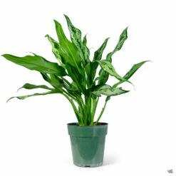 Aglaonema 'Miss Juliette' 6 Aglaonema 'Miss Juliette' -Fresh Tree Shop Houseplants Aglaonema Juliet 6in