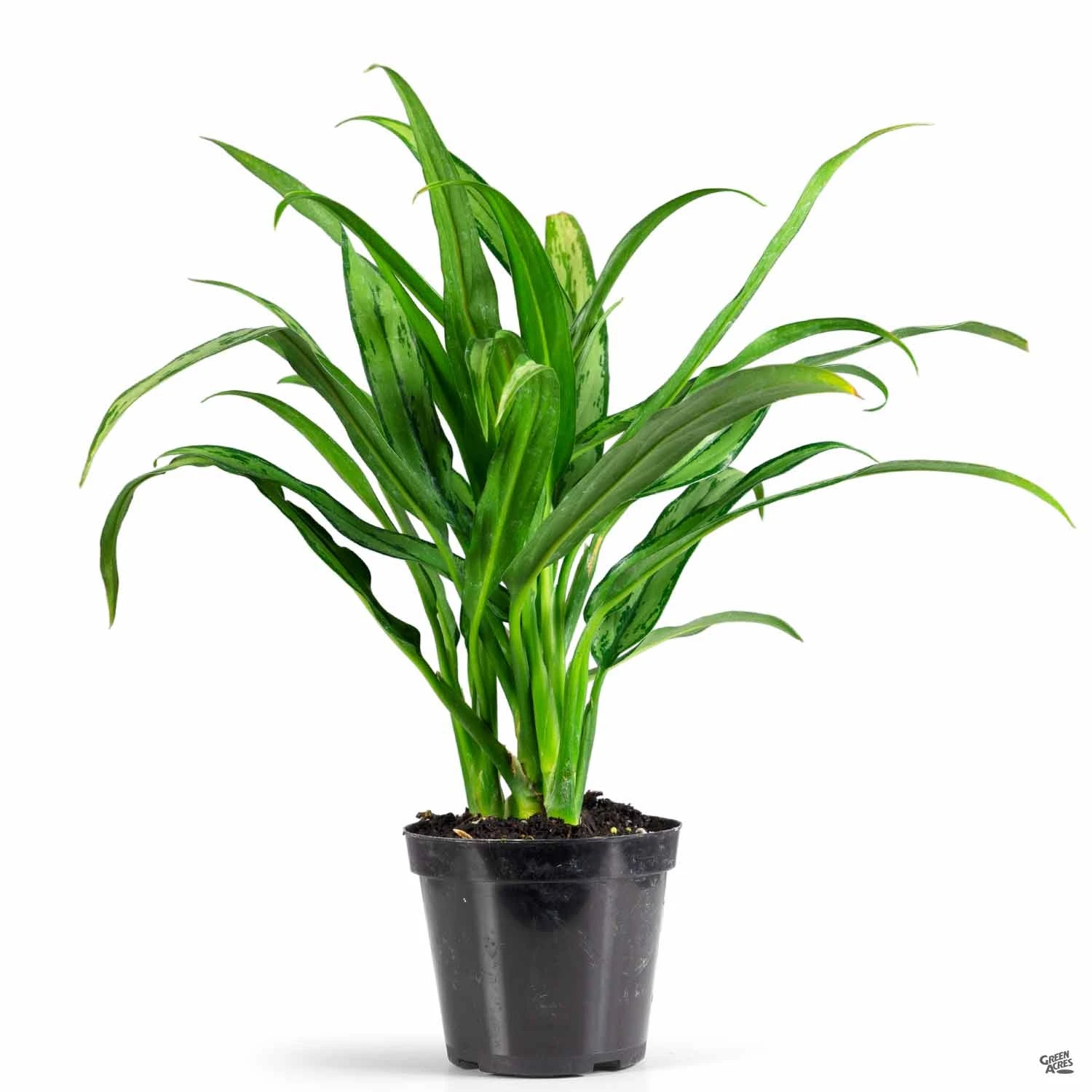 Aglaonema 'Cutlass' 2 Aglaonema 'Cutlass' - Image 2