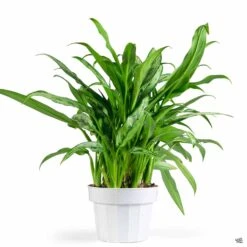 Aglaonema 'Cutlass' 6 Aglaonema 'Cutlass' -Fresh Tree Shop Houseplants Algaonema Cutlass 6in