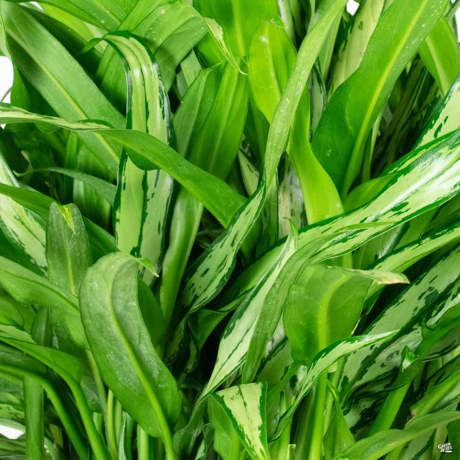 Aglaonema 'Cutlass' 1 Aglaonema 'Cutlass'