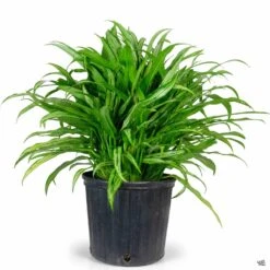 Aglaonema 'Cutlass' 7 Aglaonema 'Cutlass' -Fresh Tree Shop Houseplants Algaonema Cutless 10in 1e7b906e 7429 4678 98eb 5274fa927724