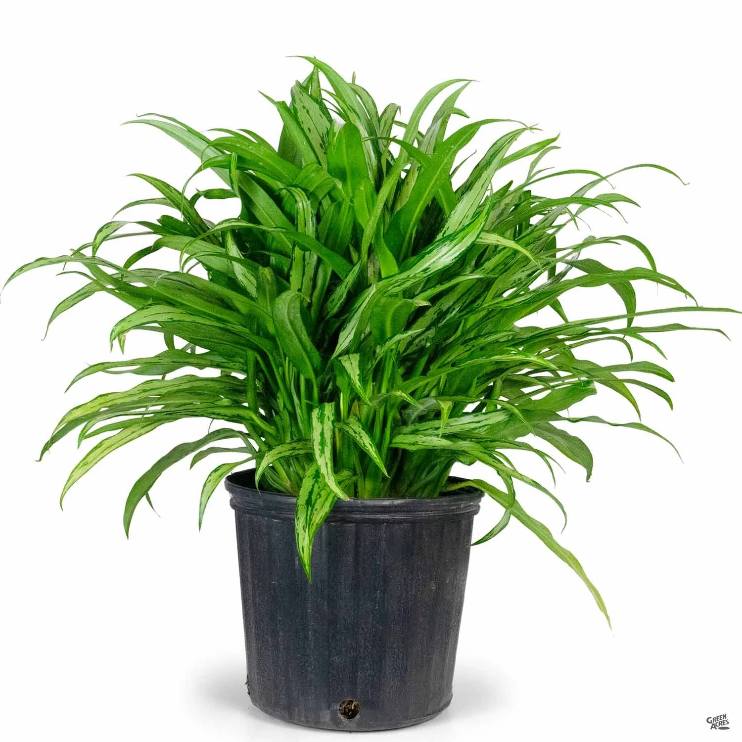 Aglaonema 'Cutlass' 4 Aglaonema 'Cutlass' - Image 4