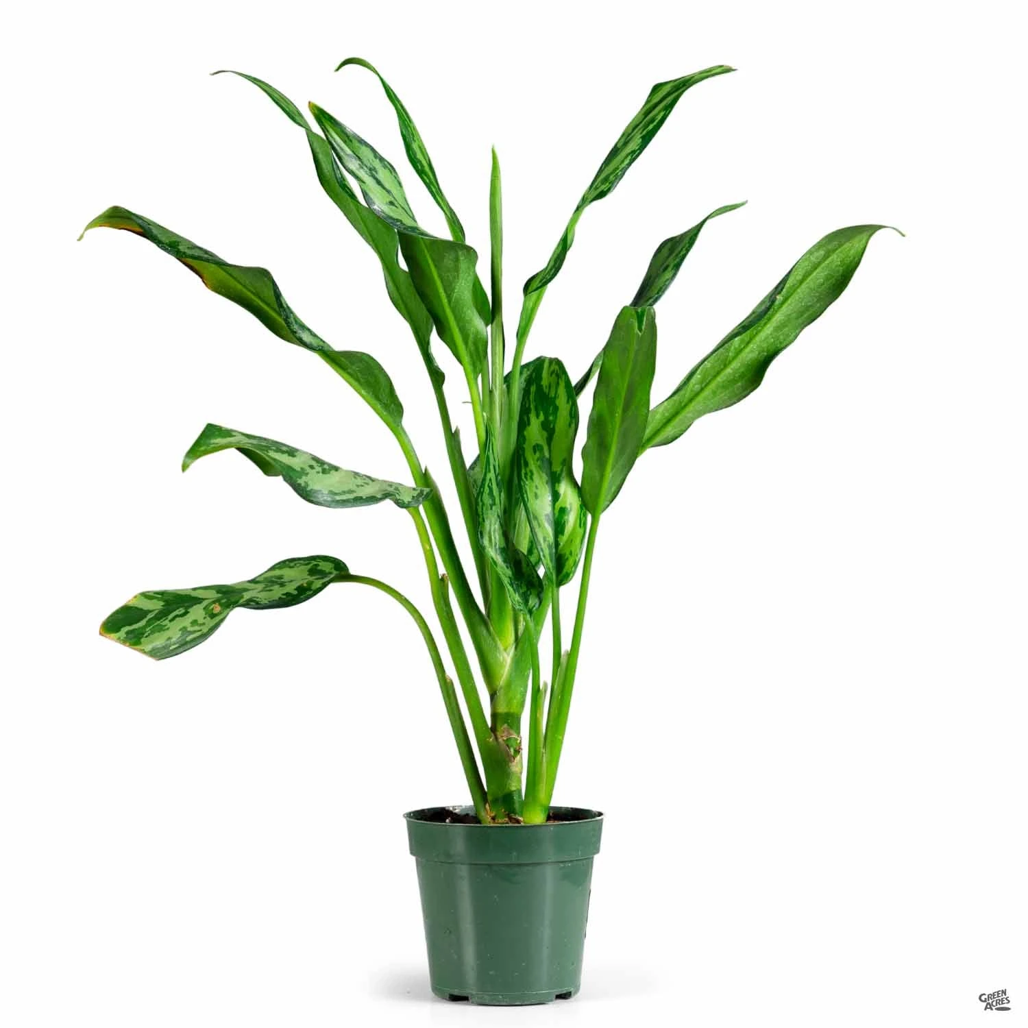 Aglaonema 'Miss Juliette' 2 Aglaonema 'Miss Juliette' - Image 2