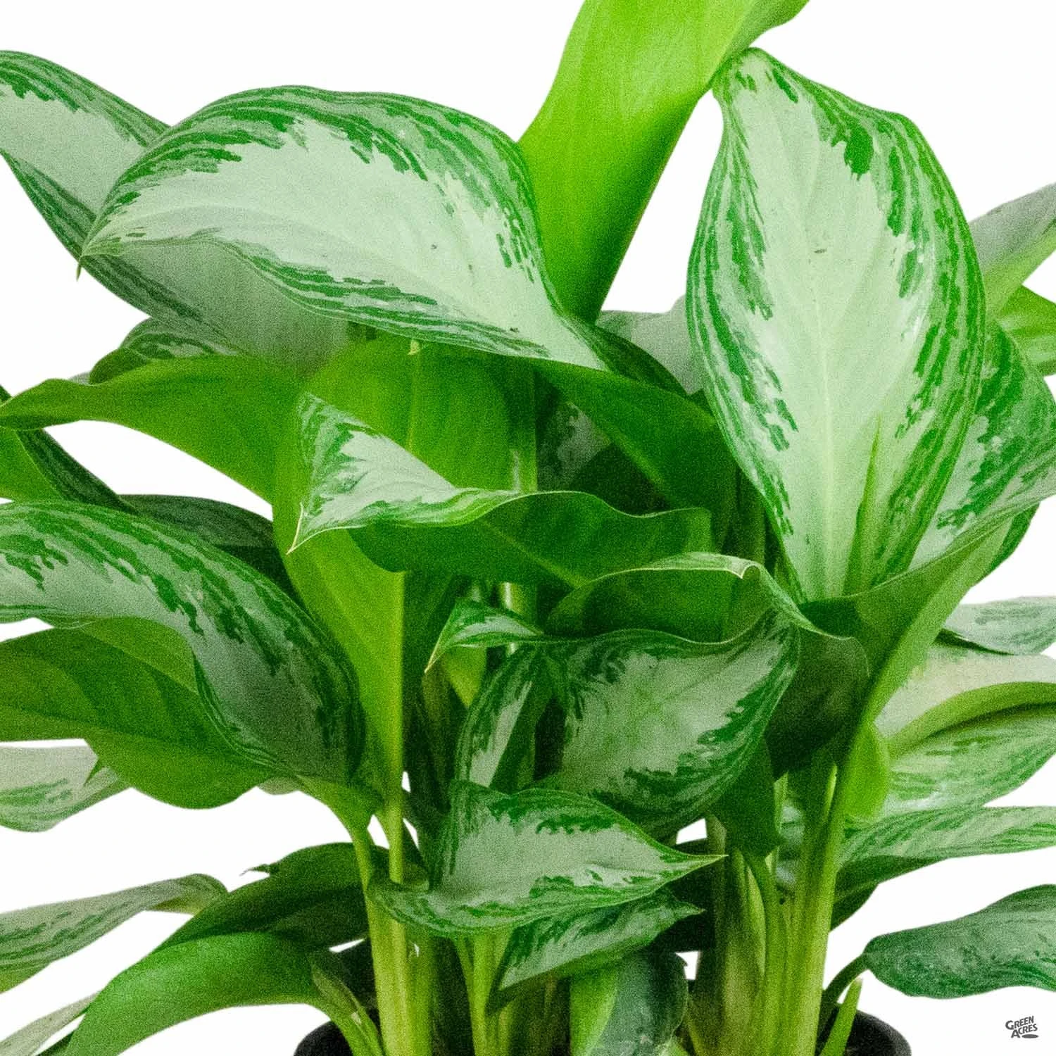 Aglaonema 'Silver Bay' 1 Aglaonema 'Silver Bay'