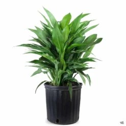 Aglaonema 'Tigress' -Fresh Tree Shop Houseplants Algaonema Tigress 10in 34901d17 877a 4e06 b22b 860c9d84836f