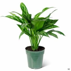 Aglaonema 'Tigress' -Fresh Tree Shop Houseplants Algaonema Tigress 6in