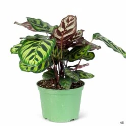 Calathea 'Makoyana' -Fresh Tree Shop Houseplants Calathea Makoyana 6in 3a169829 70b9 4a1d a029 77b9b703a514