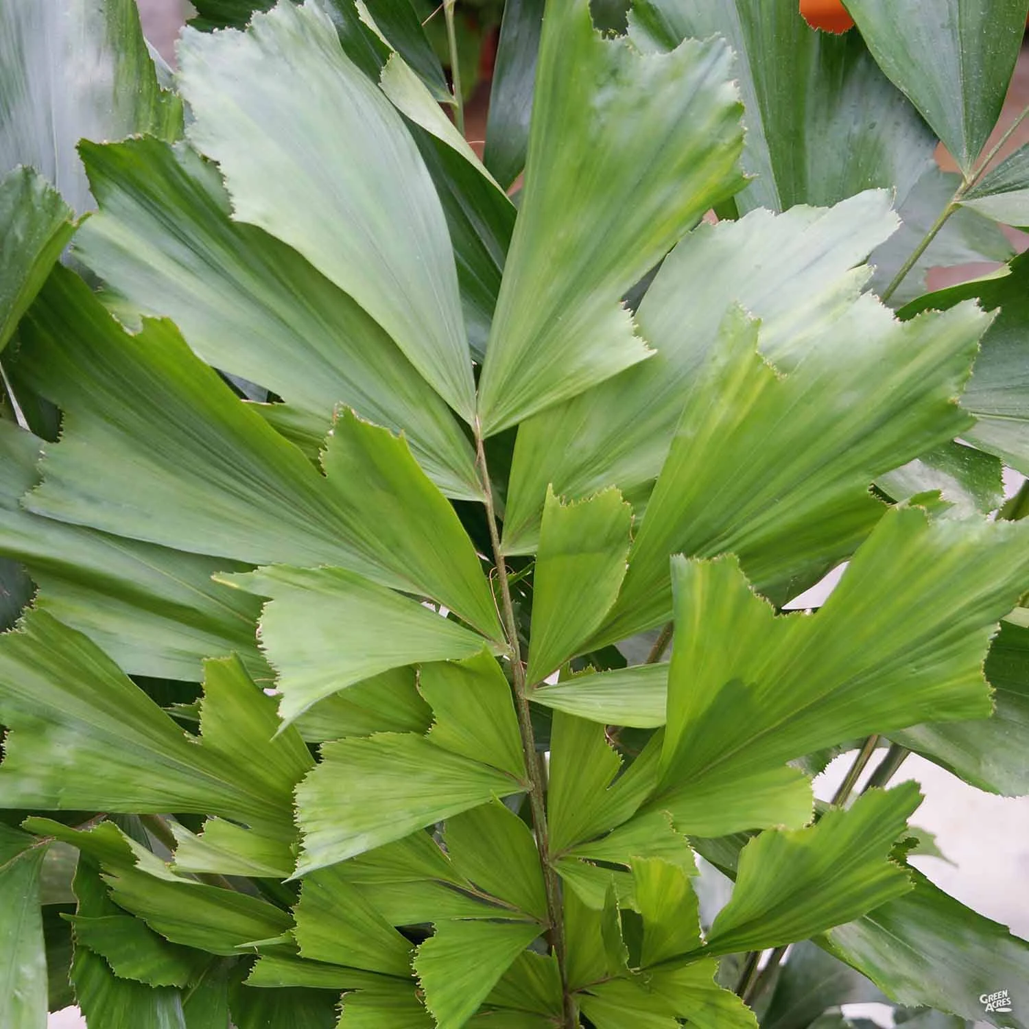 Fishtail Palm 1 Fishtail Palm